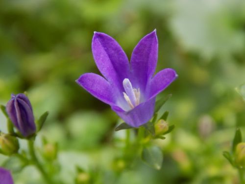Violetinė, Violaceae, Gėlė