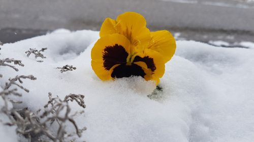 Violetinė, Sniegas, Altaussee, Pavasaris