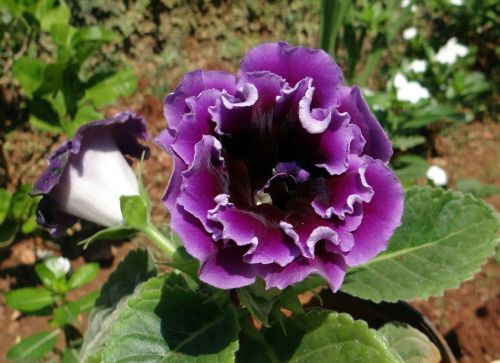 Violetinė, Gėlė, Flora, Gražus, Dharwad, Indija