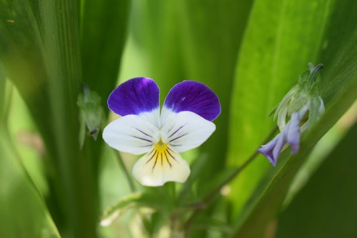 Violetinė,  Vasara,  Gėlė,  Gamta