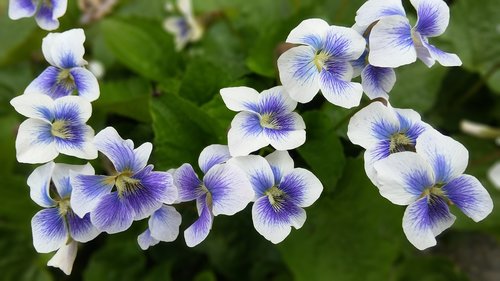 Violetinė,  Gėlės,  Vasara,  Wildflower,  Sedžongas,  Korėja