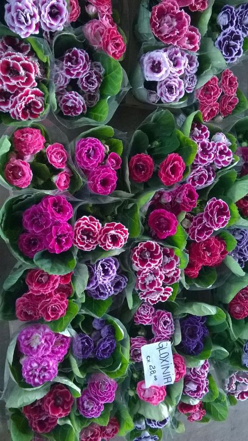 Violetinė, Crisantemos, Gloxínea, Vorinių Venų, Gėlės