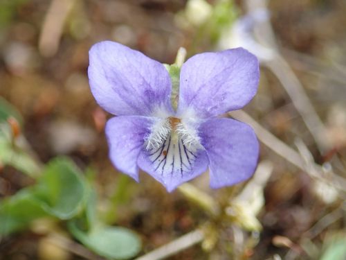 Violetinė, Flora, Gėlė, Pavasaris