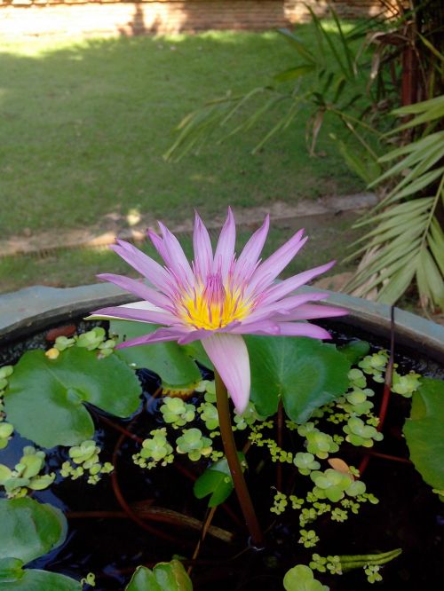 Violetinė, Bua Draudimas, Vanduo, Bua Toom, Lotosas, Gėlės, Chiang Mai Tailandas, Sveikata