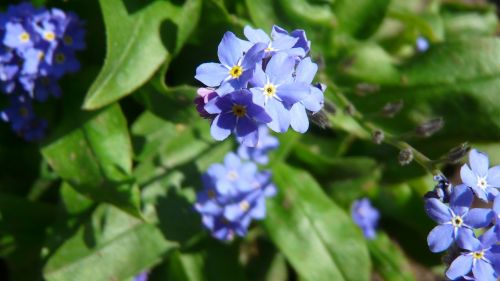 Violetinė, Žiedas, Žydėti, Mėlynas, Pavasaris, Augalas, Violetinė Gamykla, Žydėti, Flora