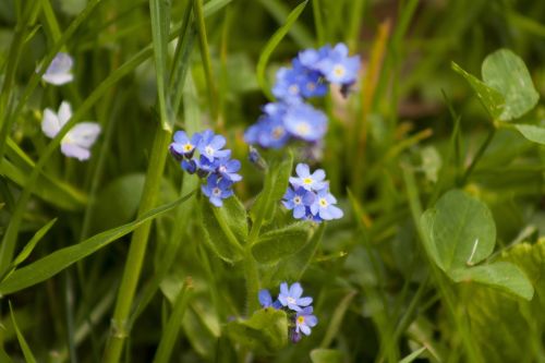 Violetinė, Gėlė, Pieva, Žiedas, Žydėti, Augalas