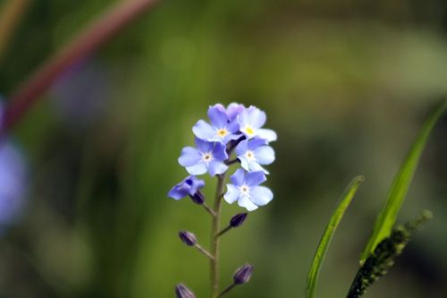 Violetinė, Gėlė, Pieva, Žiedas, Žydėti