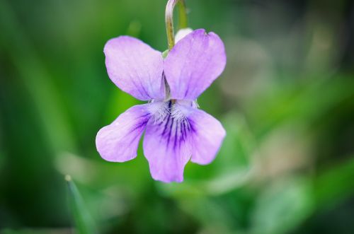 Violetinė, Gėlė, Augalas, Žiedas, Žydėti, Violetinė, Aštraus Gėlė, Gamta, Uždaryti