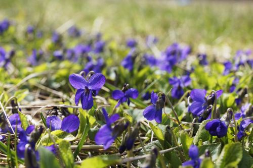 Violetinė Gėlė, Violetinė, Gamta, Pavasaris