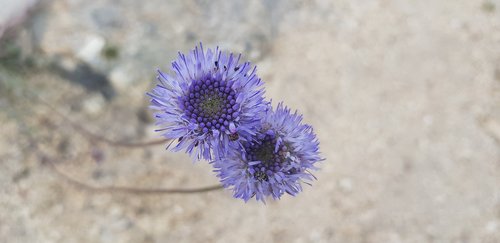 Violetinė Gėlė,  Botanika,  Pavasaris,  Laukas,  Gėlė