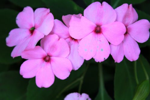 Violetinė & Nbsp,  Gėlė,  Violetinė,  Augalai,  Lapai,  Violetinės Gėlės