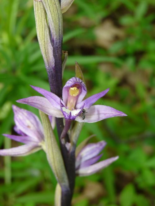 Violetinė Limodorė, Orchidėja, Achlorfiuliozė