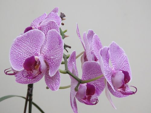 Violetinė Orchidėja, Gražus Orchidėjas, Orchidėja, Gėlė, Žiedas, Violetinė, Violetinė, Botanikos, Dekoratyvinis, Dekoratyvinis