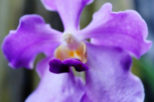 Orchidėja,  Gėlė,  Violetinė & Nbsp,  Orchidėja,  Žiedlapiai,  Fonas,  Violetinė,  Violetinė Orchidėjų Makro