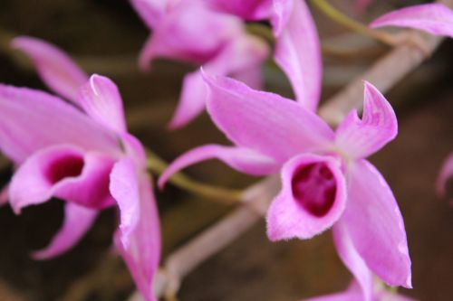 Orchidėjos,  Gėlė,  Violetinė & Nbsp,  Orchidėjos,  Balta & Nbsp,  Orchidėjos,  Žiedlapiai,  Fonas,  Balta,  Pumpurai,  Lapai,  Orchidėja,  Gėlės,  Violetinės Orchidėjos
