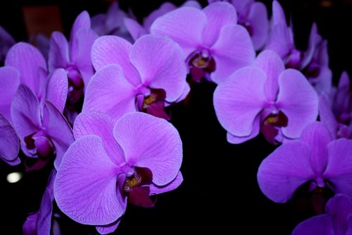 Orchidėjos,  Violetinė & Nbsp,  Orchidėjos,  Violetinė,  Žiedlapiai,  Violetinė & Nbsp,  Žiedlapiai,  Levanda,  Gėlės,  Gėlė,  Vynuogynai,  Violetinės Orchidėjos