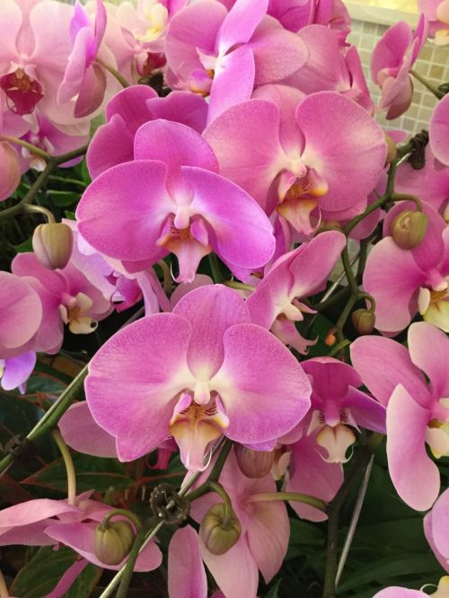 Violetinė & Nbsp,  Orchidėjos,  Violetinė & Nbsp,  Gėlės,  Orchidėjos,  Žiedlapiai,  Orchidėjų & Nbsp,  Žiedlapių,  Gėlės,  Violetinės Orchidėjos