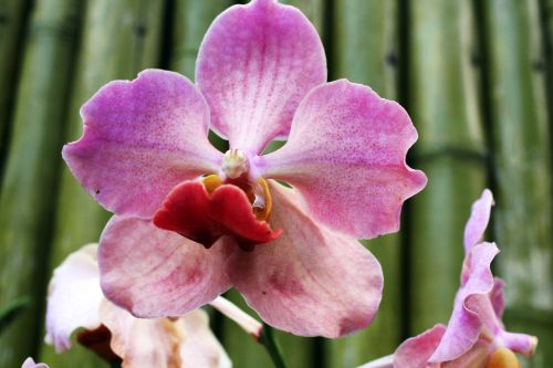 Orchidėja,  Gėlė,  Violetinė & Nbsp,  Orchidėja,  Žiedlapiai,  Violetinės Orchidėjos 2