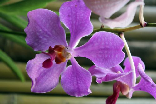 Orchidėja,  Gėlė,  Violetinė & Nbsp,  Orchidėja,  Žiedlapiai,  Violetinės Orchidėjos
