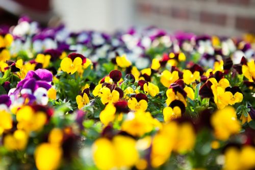 Violetinė Tricolor, Gėlės, Pavasario Gėlės, Baltos Gėlės, Vienas Verslas