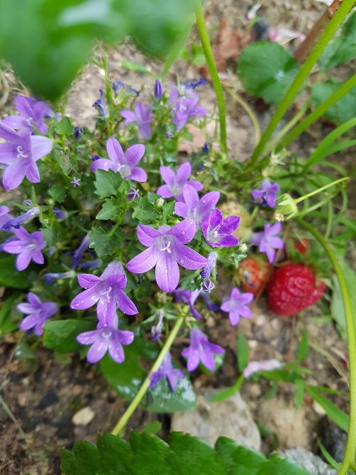 Violetinė Laukinė Gėlė, Wildflower, Perimetras