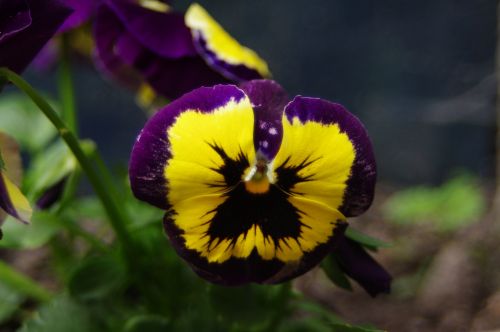 Violetinė,  Alto & Nbsp,  Tricolor,  Gėlė,  Violetine