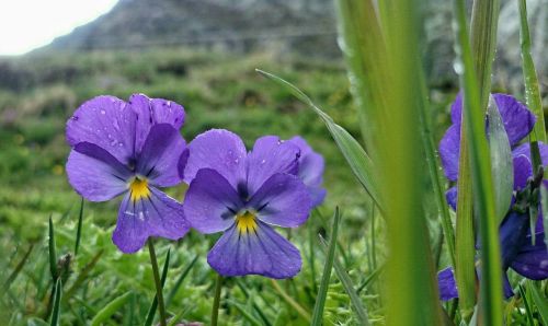 Violets, Alpių Augalai, Para, Wildflower, Takas, Gamta