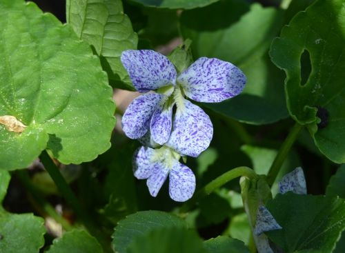 Violets, Pavasario Gėlė, Gėlė