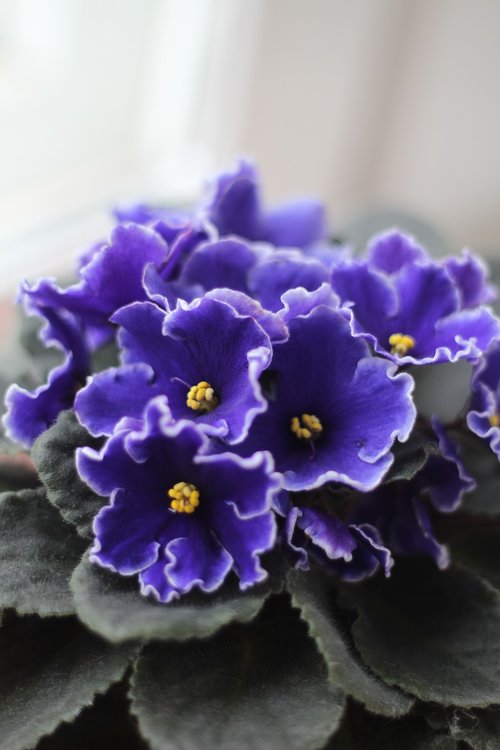 Violetiniai,  Violetinė,  Gėlės