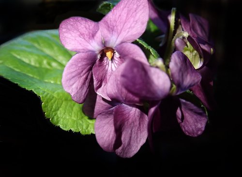 Violetiniai,  Rožinis,  Gėlės,  Kvepalai,  Sodas,  Gamta