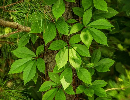 Virginia Creeper, Parthenocissus Quinquefolia, Penkios Lapinės Pievos, Woodbine, Decidous Vine