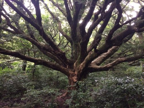 Vizų Medis, Mediena, Jeju
