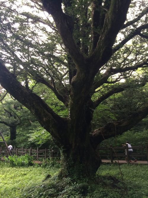 Vizų Medis, Mediena, Jeju