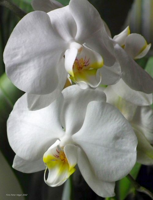 Balta,  Orchidėja,  Orchidėjos,  Gėlės,  Gėlė,  Baltos Orchidėjos