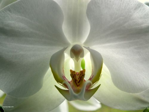 Orchidėja,  Gėlė,  Balta,  Balta Orchidėja