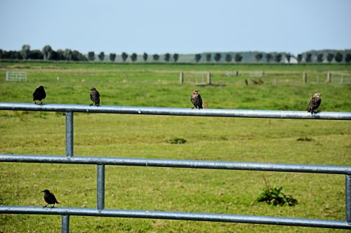 Paukštis,  Paukščiai,  Tvora,  Gyvūnas,  Gamta,  Maistas,  Birdies