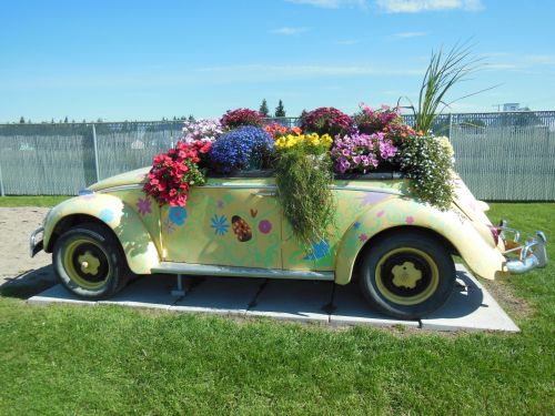 Menas,  Prairie & Nbsp,  Menas,  Automobilis,  Gėlės,  Volkswagen Pilnas Gėlių