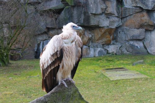 Grifas, Zoologijos Sodas, Berlynas, Raptoras, Laukinis Gyvūnas, Gamta, Plėšrusis Paukštis, Paukštis, Plumėjimas, Laukinės Gamtos Fotografija, Gyvūnas, Sugadintojai