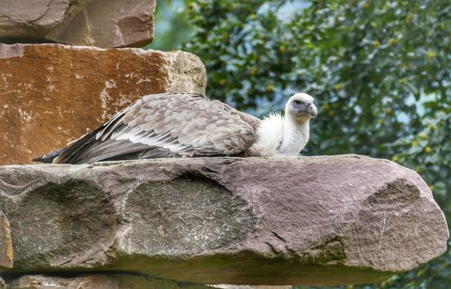 Grifas,  Paukštis,  Neutralizatorių,  Raptor,  Gyvūnas,  Sakalais,  Pobūdį,  Gyvūnijos Pasaulyje,  Palšasis Grifas,  Didelis Paukštis