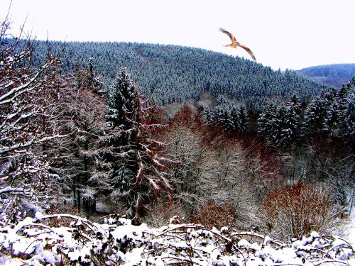 Žiema,  Sniegas,  Ledas,  Šaltis,  Miškas,  Medžiai,  & Nbsp,  Medžiams,  Slėnis,  Ryškumas,  Paukštis & Nbsp,  Grobis,  Miškas Žiemą