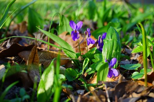 Vilnos Violetinė, Violetinė, Gėlė, Žiedas, Žydėti, Pavasaris, Pavasario Pranašys, Kvapas, Viola Reichenbachiana, Altas, Žolinis Augalas, Rozetės Gamykla, Miškas, Gamta, Violos, Violetinė Gamykla, Violaceae