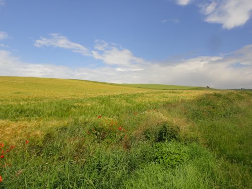 Vaikščioti, Laukas, Kraštovaizdis, Gamta, Dangus, Žalias, Vasara