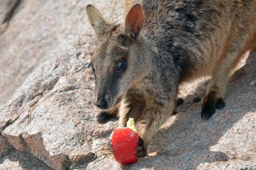 Wallaby, Kengūra, Rock Wallaby, Marsupial, Australia, Gyvūnų Pasaulis, Freilebend, Laukiniai, Alkanas, Įdomu, Mielas, Gamta, Obuolys, Valgyti