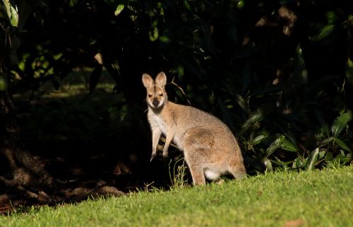 Wallaby, Rednecked Wallaby, Moteris, Australia, Queensland, Marsupial, Laukiniai, Kengūra, Laukinė Gamta