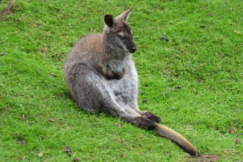 Kengūra, Wallaby, Australia, Gyvūnas, Safari, Zoologijos Sodas, Marsupial, Mielas