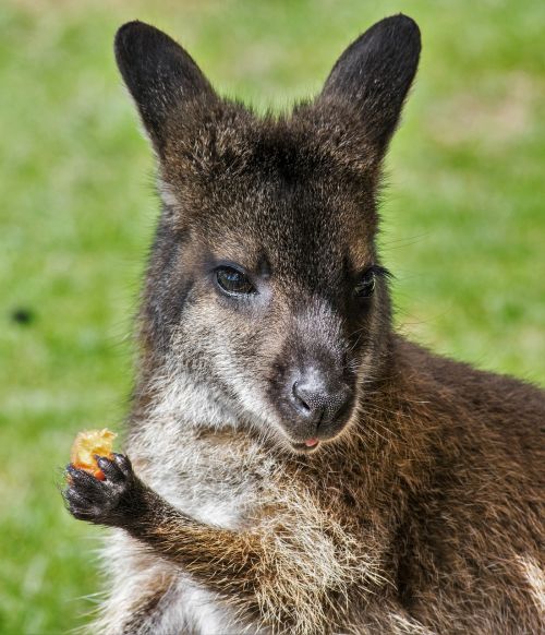 Wallaby, Zoologijos Sodas, Kengūra, Marsupial, Mielas