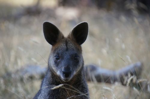 Wallaby, Australia, Kengūra, Marsupial, Žinduolis, Filipo Sala