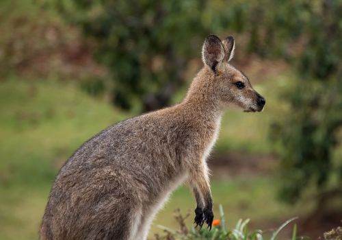 Wallaby, Rednecked Wallaby, Australia, Queensland, Marsupial, Laukiniai, Kengūra