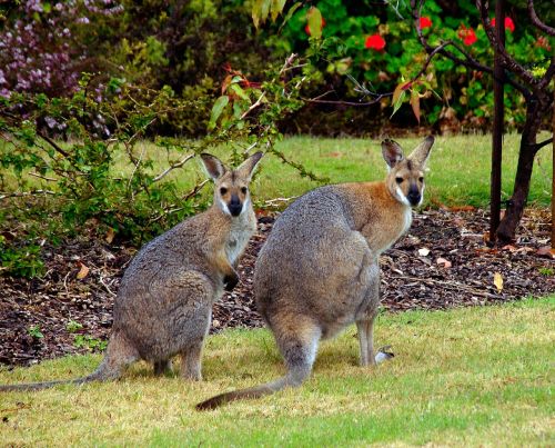 Wallaby, Marsupial, Gyvūnas, Australia, Raudonų Kaklo Wallaby, Queensland, Sodas