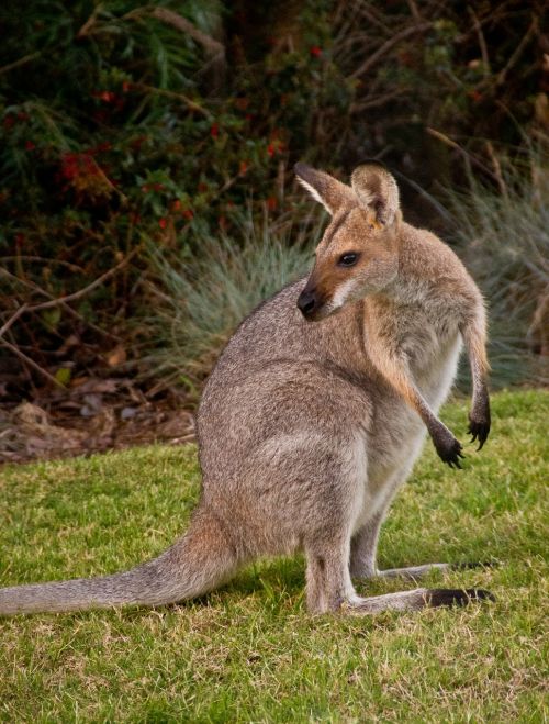 Wallaby, Rednecked Wallaby, Australia, Queensland, Marsupial, Laukiniai, Kengūra